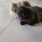 قطتين ذكر الصفة للتبني