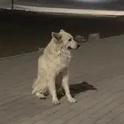 كلب ضائع في جدة الريان