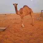 قعود على مذخور