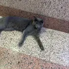 بسة رصاصية للتبني