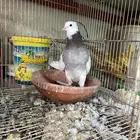 حمام ايراني