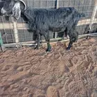 للبيع عنز حليب مع داغور