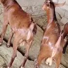 9 تيوس دهم اعمار حول 3 شهور