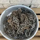 للبيع سلاسل مع هوك مع اقفال