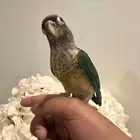 فرخ صن كنيور تركواز مشالله حلوو اليف