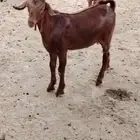 تيس مشروع فحل