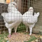 زوج كنق أمريكي بفروخه