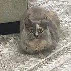 قطة فارسية أنثى اليفه مع الكبير والصغير