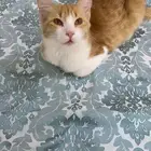 قطط اخوان للتنبني