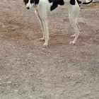 سلوقي صيد مدرب