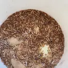 دود قبابي حي