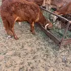 طليان سواكن حمري تربية