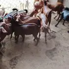 15 بهم اعمار حول 3 شهور