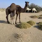 خلفة مصغر حدرها قعود