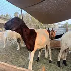 ذبيحتك أو ذبيحة ضيفك عندنا ب780 فقط