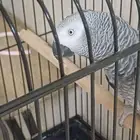 كا سكو متكلم اليف