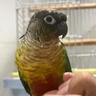 كنيور يلو سايد رد فاكتوري