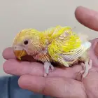 فروخ روز ( تم البيع)