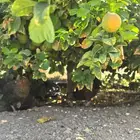 بيض عضوي بلدي مضمون بعد اللة من مزرعة الفارس علي