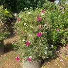 شتلات ورد صباح الخير مضبط بمواصير واصيص شغل مرتب