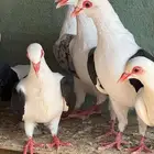 حمام راعبي فرنسي