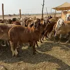 سواكن تربية