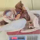 ديك رومي ذبح طازج