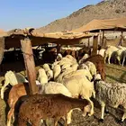 خرفان حري و سواكني ثلاجه - طبخ مندي كابلي 850 الى 1300