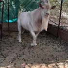 تيس قزمي تشيكي أبيض فحل مستوى