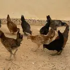 فراريج فيومي