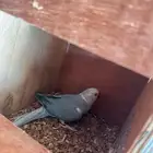 ذكر دره هولندي وايت هد