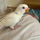 فرخ روز ابيض البينو