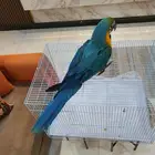 فرخ مكاو بعمر ثلاث شهور