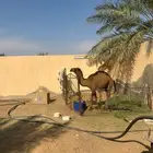 حاشي بلدي للبيع