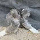 جوزين جاكوبين نوع فاخر