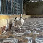 دجاج براهما