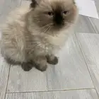 قطه هملايا للبيع