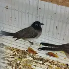 بلابل سورية 7 حبات بيع جملة 170 ريال