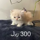 قطط للبيع الموقع سكاكا