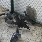 حمام زاجل فاخر