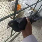 حمام زاجل فاخر