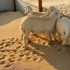 طليان حريات العدد 6