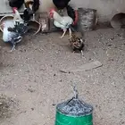 للبيع ديوك جبره طيبه