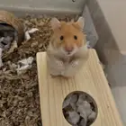 هامستر سوري للتبني