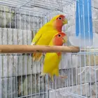 للبيع جوز روز رد اوبلاين عيون حمر