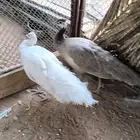 اناث طاووس أو طاؤوس للبيع