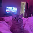 قطو سكوتش ستريت لتبني