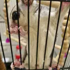 السنجاب الطائر شوقرقلايدر ذكر