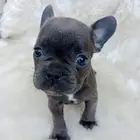 فرنش بولدوغ French bulldog