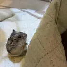 هامستر للبيع